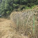 가농 햇빛농사 태양광발전소 | 태양광예초작업 농약과 함께