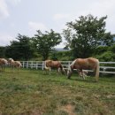 냉천목장 이미지