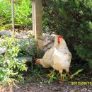 이포보 강변 이미지