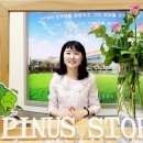 피누스스토어 일류 이미지