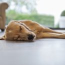 한사랑동물병원 이미지