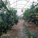 철이농장 이미지