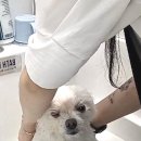 솜솜 애견미용 이미지