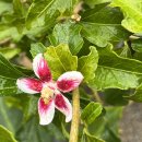 안동무궁화 이미지