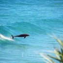 낙타와돌고래 이미지