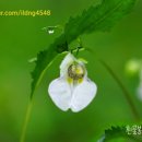 봉선화 - 삼척시 중앙시장1길 22-23 | 봉선화