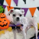 하이슈슈 이미지