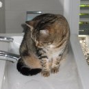 목욕농장 이미지