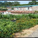 장안읍반룡리-74 이미지