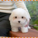 미유펫 강아지고양이 구미점 이미지