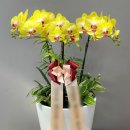 액비골(2) 이미지