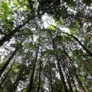 서귀포자연휴양림 이미지