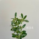씨앗플라워스튜디오 네이버블로그