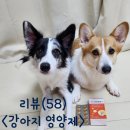 멍멍스타 | (강아지관절영양제 추천)닥터 멍멍팔팔J 급여후기