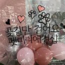 펫미리애견샵 이미지