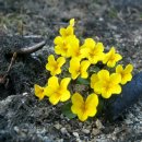 고란집
