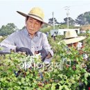 양괴리농장 이미지