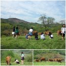 누렁소 농장 이미지