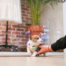 구산동 강아지 이미지