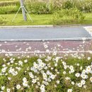 씨사이드 이미지