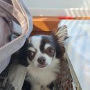 털보애견 이미지