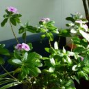 파인트리요양원 이미지