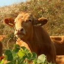 용현타이어 | 가야산 (伽倻山)11월 08일 토요일 678m 서산 고풍리 원평리 용현자연휴양림 해미향교