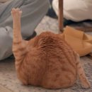 힐링그루밍 이미지