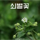 쇠별꽃과 소설 <은교>