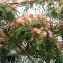 자귀나무 꽃 이미지