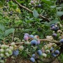 미륵산계곡꿈의궁전마을 | 귀래면펜션 미륵산계곡꿈의궁전마을펜션 자연을 만끽할 수 있는