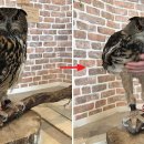 부엉이푸드 이미지