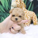 행복한 강아지 이미지