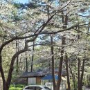 참새방 | 서천 희리산해송자연휴양림 '참새' 방 솔직후기! 벚꽃 엔딩과 함께한 1박 2일 (장애인실 정보 포함) 🌲🌸