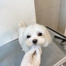 홍글몽글 네이버블로그