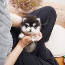 명지공원1(운동장) | 명지강아지분양 진심을 느낄 수 있던 테디럽