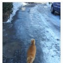 우리동네개냥이