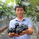 주당도가