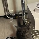 진정훈동물병원 이미지