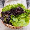 농업회사법인 유한회사 누리팜 | 다이어터의 필수품! 냉장고 쟁여템 유러피안 샐러드 채소 브랜드 비교 후기