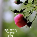 김*철 Daum카페