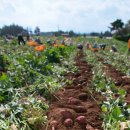 밤나무골농장 이미지