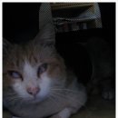 사하라동물병원 이미지