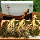플러스인삼