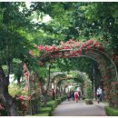 장미꽃길 2 이미지