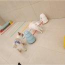 일산애견호텔 애견유치원 맘바이 일산점 이미지