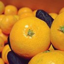 태임농장 | 귤 칼로리가 이정도라니