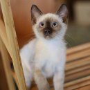 더나은펫샵 이미지