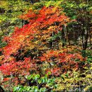 소금강주유소 이미지