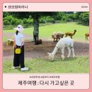 평화목장 | ​제주 애월 아이랑 여행 도치돌목장 알파카 먹이주기 체험 솔직 후기